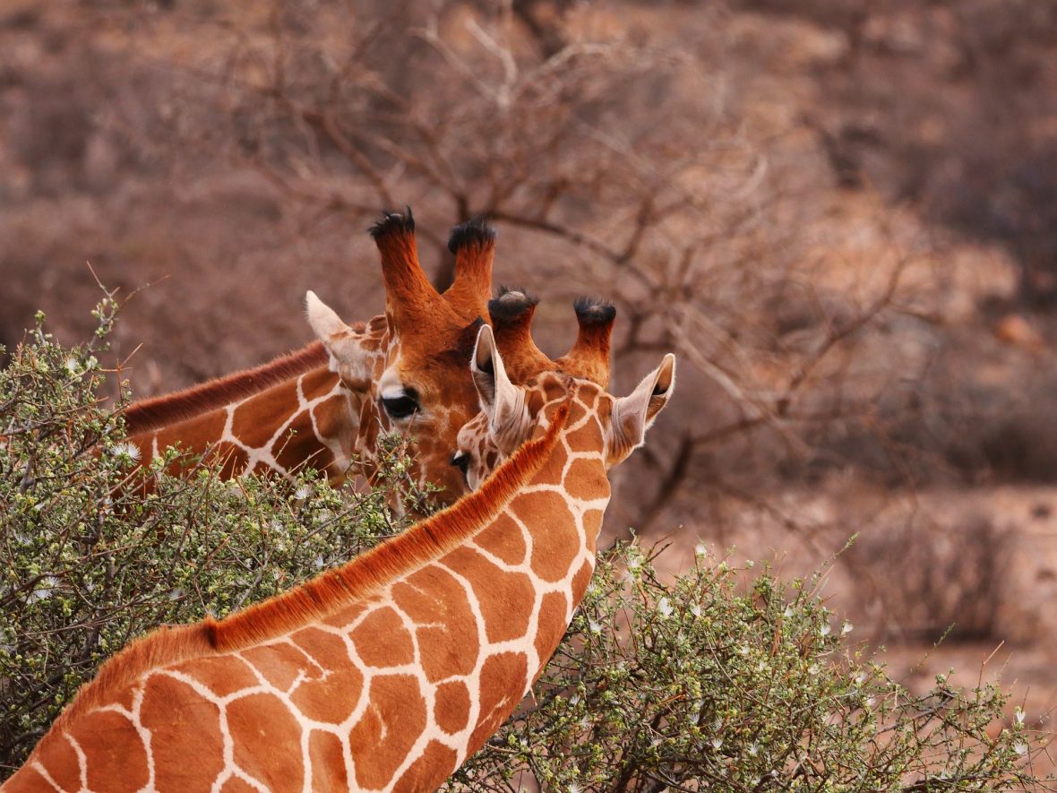 Murchison Falls National Park