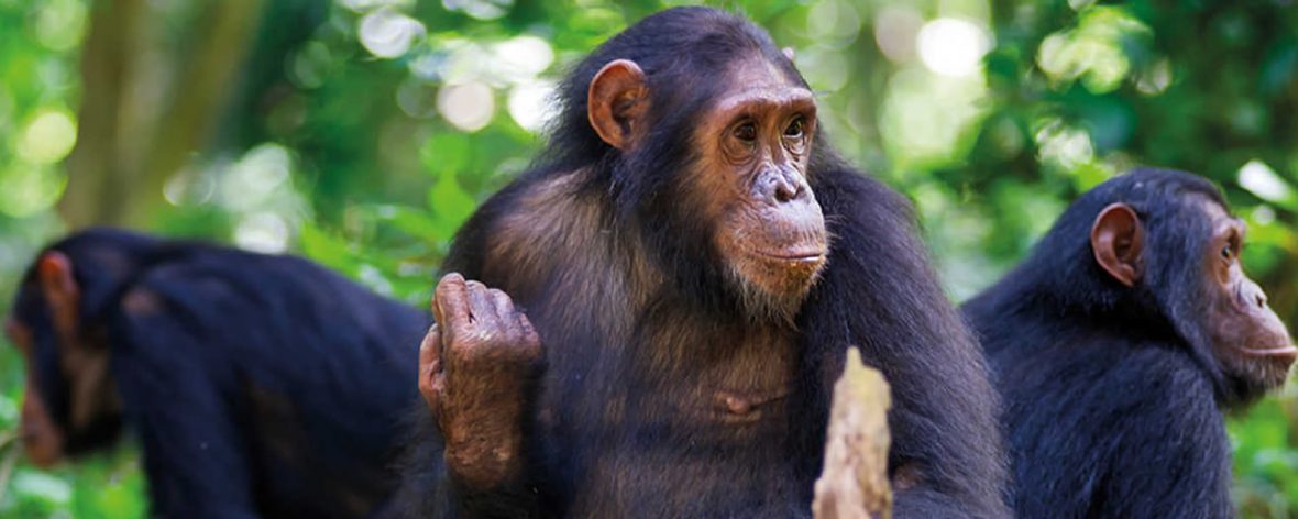 Where to see chimpanzees in Uganda