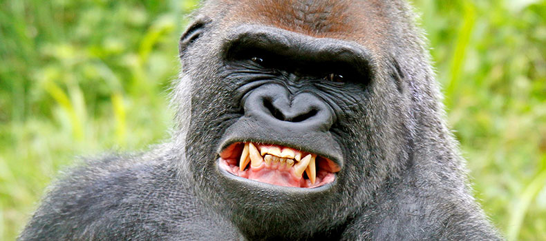 Silverback Gorillas in Bwindi Uganda