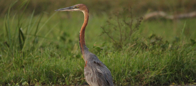Best time to go bird watching in Queen Elizabeth National Park