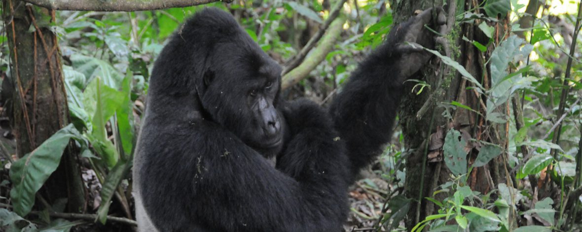 Nkuringo Sector of Bwindi Forest National Park