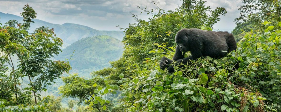 Gorilla Trekking Adventure, Gorilla tracking in Africa