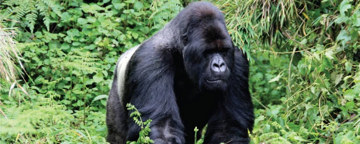 Silverback Gorilla Uganda, Congo Gorilla Safari