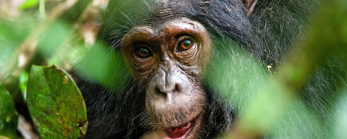 Best Time To Visit Kibale Forest National Park for chimpanzee trekking