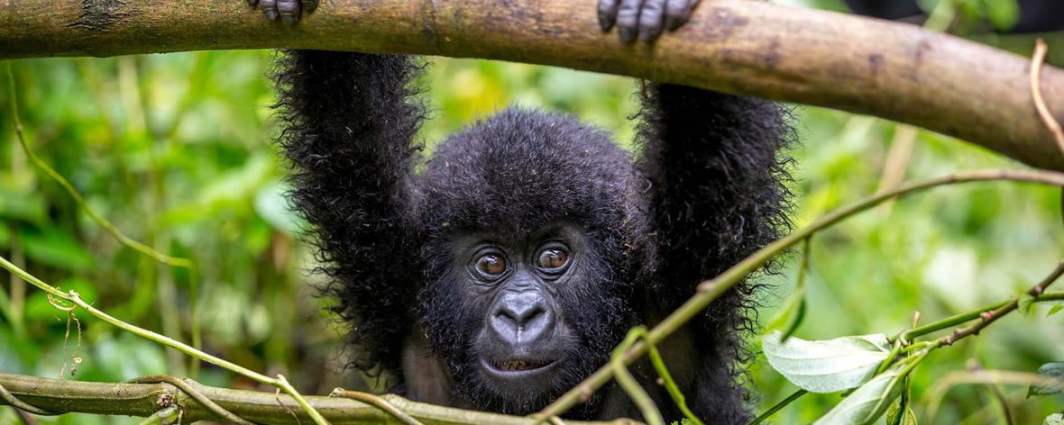 9-Days Expeditions To Rwanda: No memory, absolutely will ever cross your mind apart from the time you come across the gorillas