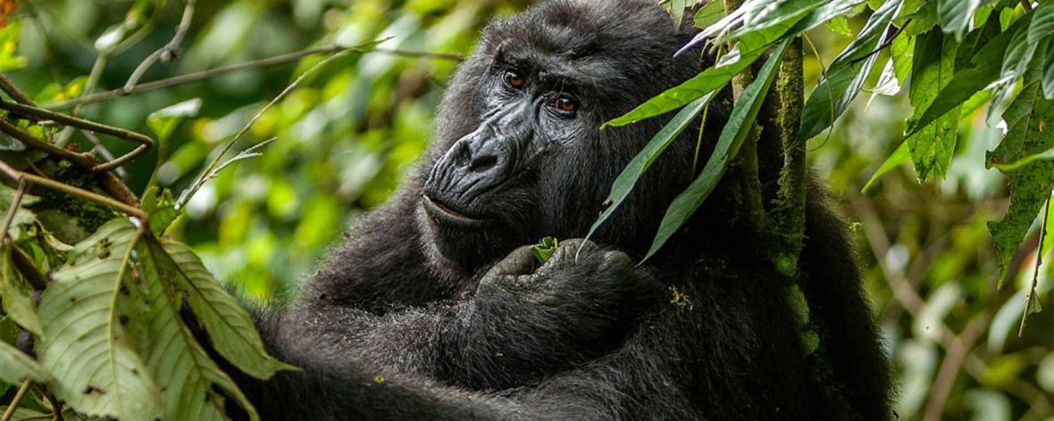 gorilla tour, Mubare Gorilla Family in Bwindi