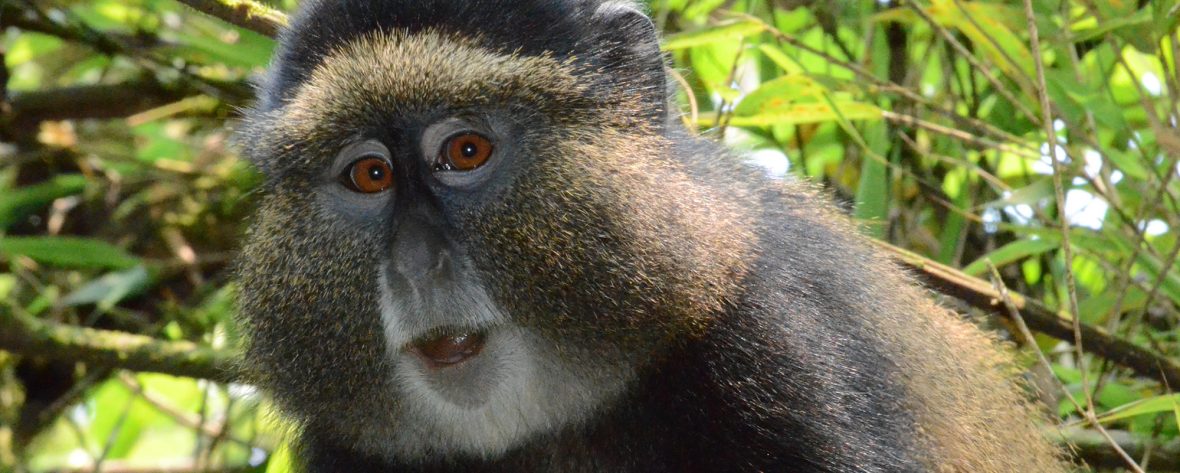 Rwanda Wildlife And Cultural Tour, Best Time To Visit Uganda