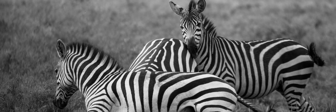 Park Entrance Fees To Lake Mburo, 2 Days Lake Mburo Tour