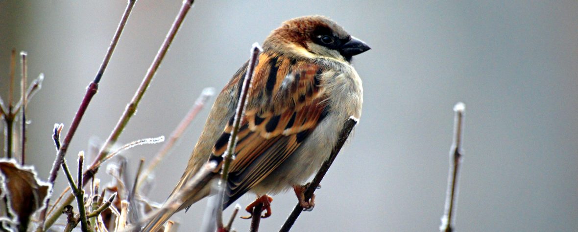 Uganda Birding Safari,Semuliki National Park