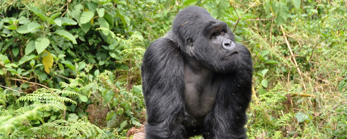 Entrance Fees in Bwindi Impenetrable National Park