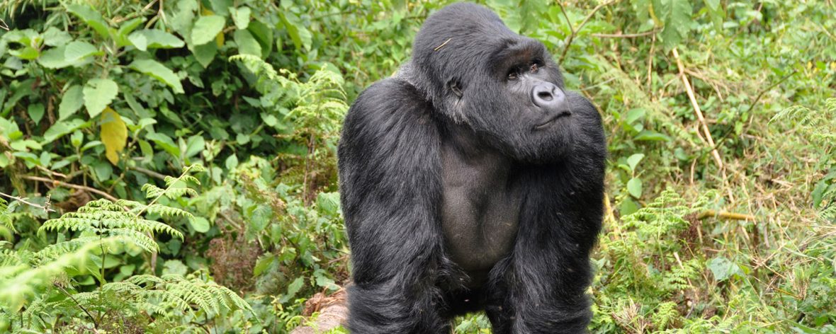 Gorilla Trekking Age Restriction