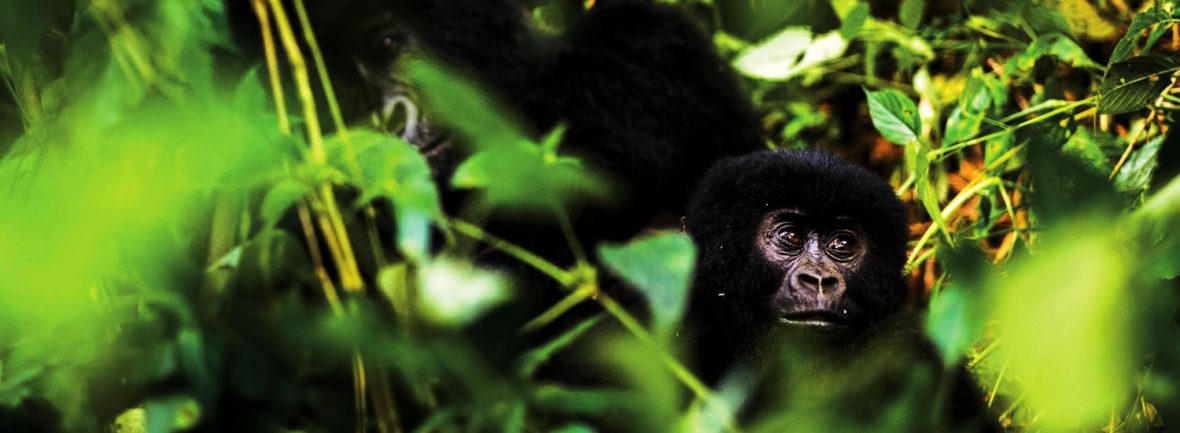 8-Days Best Of Uganda Gorillas, Chimpanzee And Tree Climbing LionsThe chance too see the Mountain Gorillas of Bwindi park, Lake Mburo and Ishasha