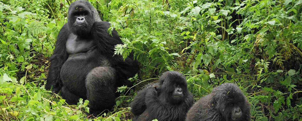Mountain gorillas in Bwindi