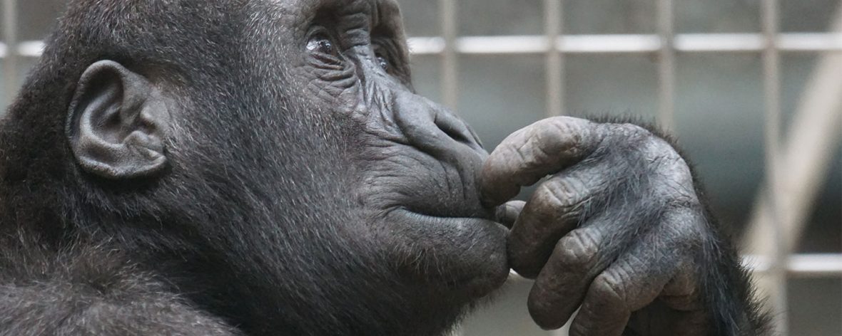 Facts About gorillas, Costs of a safari to Bwindi