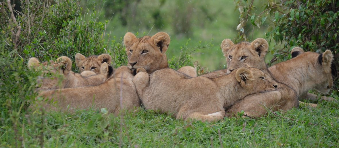 DESTINATION WILD UGANDA