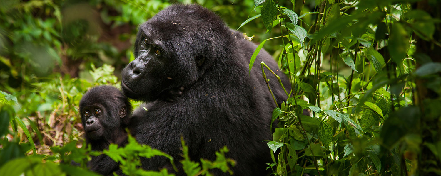 3 Days Uganda Gorilla Trekking safari from Kigali Rwanda, Bwindi Tour