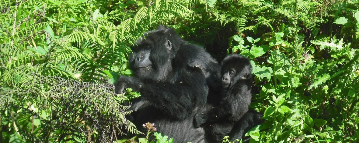 What to expect on a Uganda Rwanda safari, Activities in Mgahinga Gorilla National Park Uganda