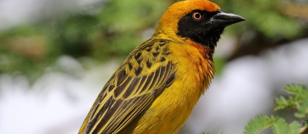 Fox's Weaver, Semuliki National Park Uganda
