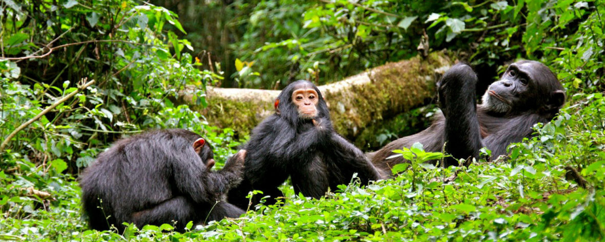 chimpanzee tracking in Uganda