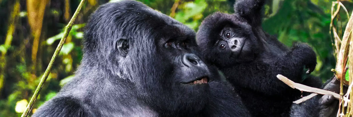How easy is Gorilla trekking, gorilla trekking in Virunga National Park