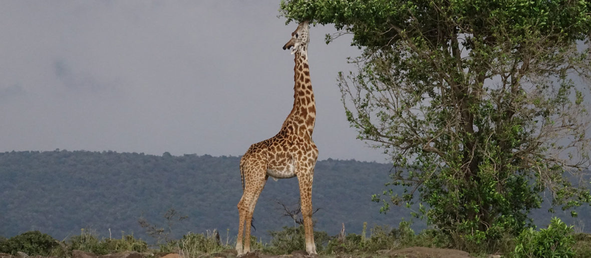 Kidepo valley, Top things to do in lake Mburo