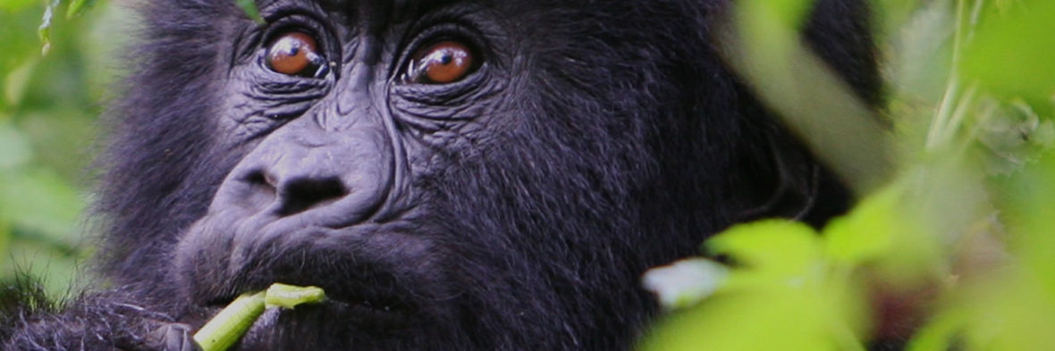 How to get gorilla permits
