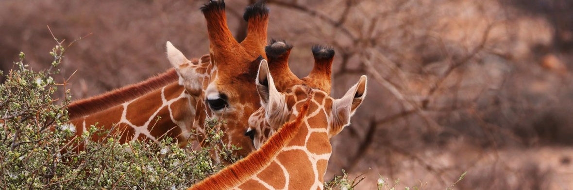 Giraffes in Murchison Falls