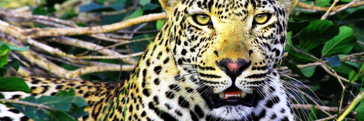 Animals Found In Lake Mburo National Park Uganda, Lake Mburo National Park