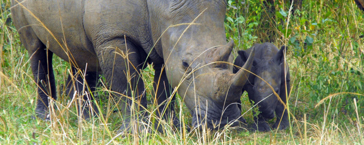 A few years ago in Uganda, the future of the white rhinos was rather bilked but thanks to the Zziwa Rhino Sanctuary our children can now