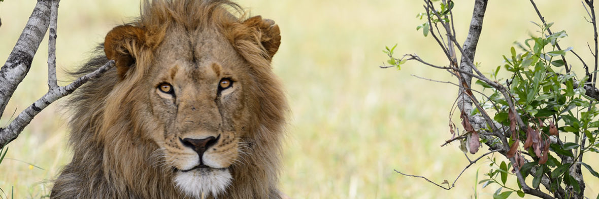 Best time to visit Kidepo