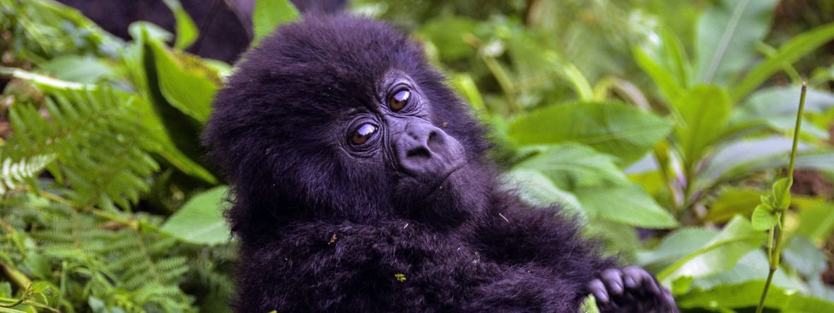 Best travel agencies and leading tour operators in Uganda Africa, 5 Days Uganda gorilla wildlife safari