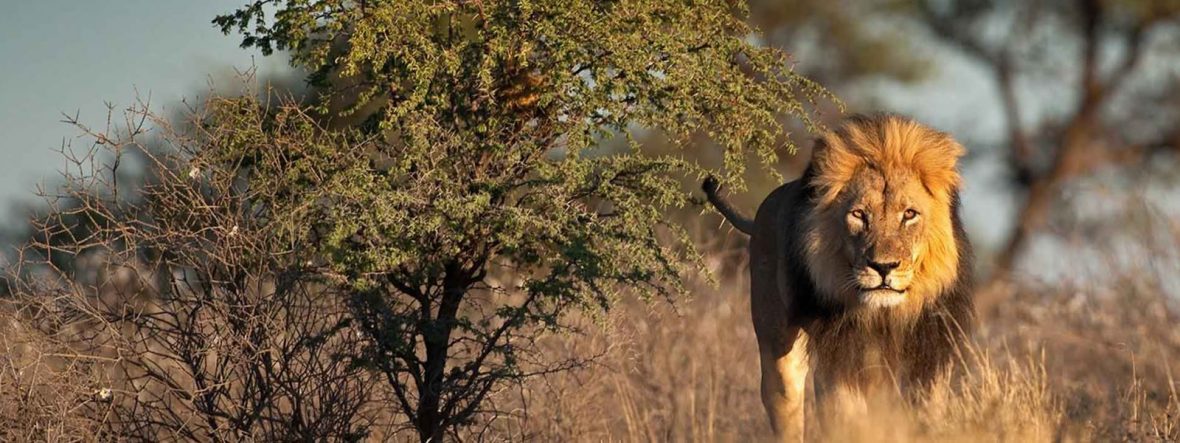 Akagera National Park Rwanda, Akagera National Park Rwanda is located in Eastern , adventure tour Uganda safari