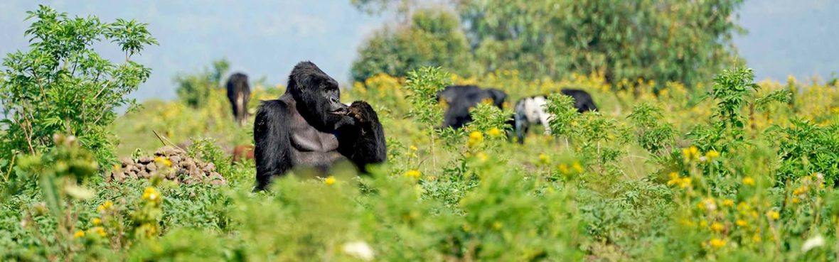 Mgahinga Gorilla National Park Uganda,Short Gorilla Safari Uganda