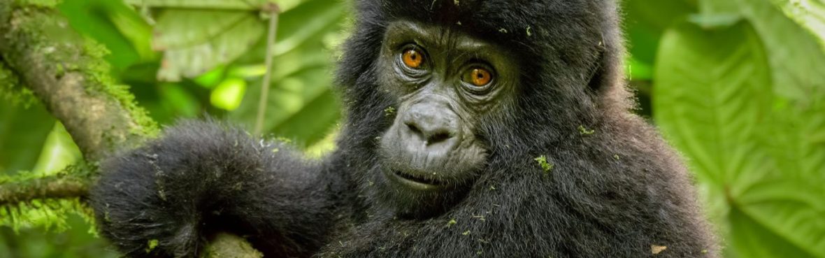 What Is the Best time to Go Gorilla Trekking in Uganda, Rwanda and Congo,3 days short gorilla safari