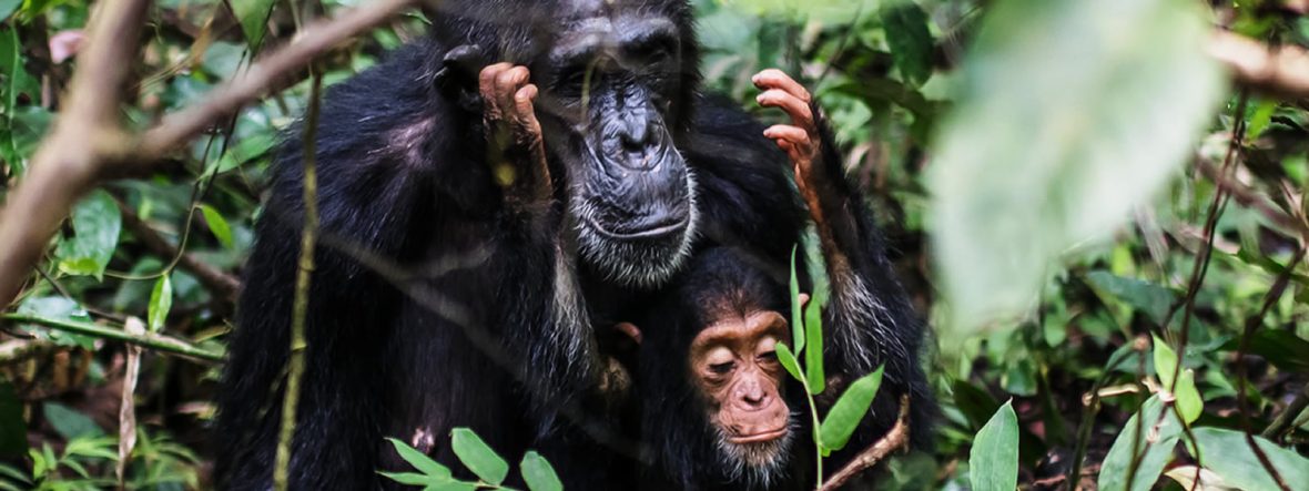 Chimpanzee, Kibale Forest National Park Uganda, Africa Vacations, Frequently Asked Questions- Uganda Safaris