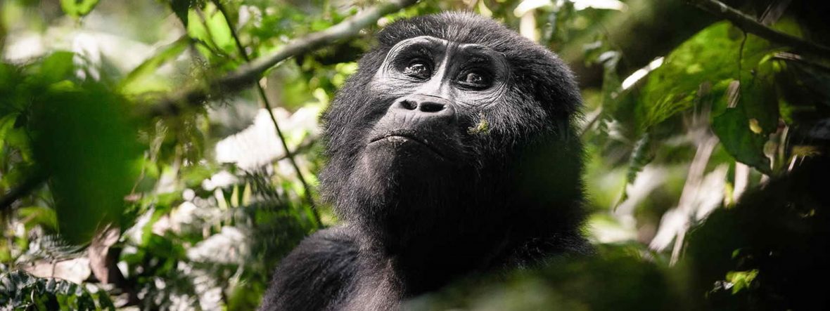 Volcanoes National Park Rwanda ,Uganda Gorilla Safari and Wildlife Tour