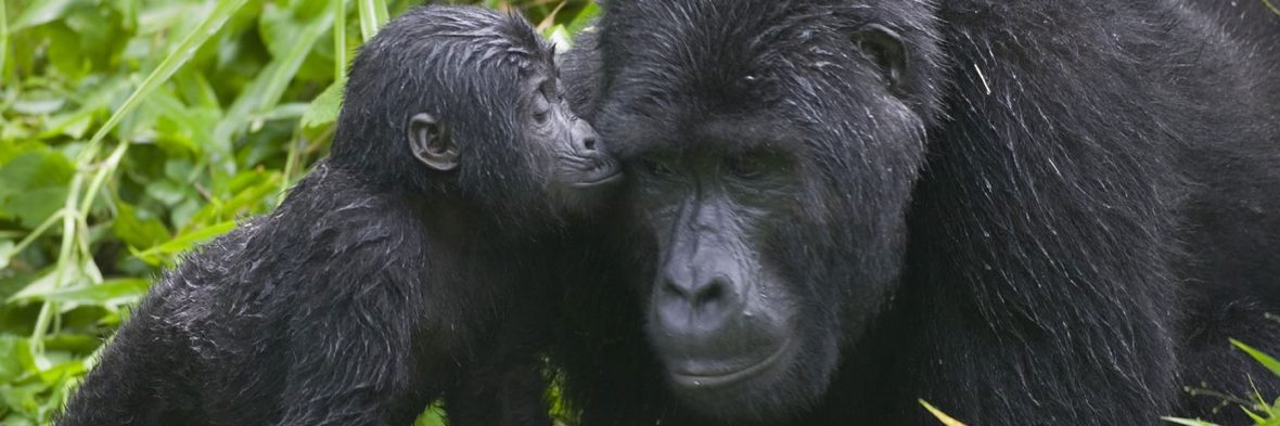 Baby boom by gorillas in Bwindi