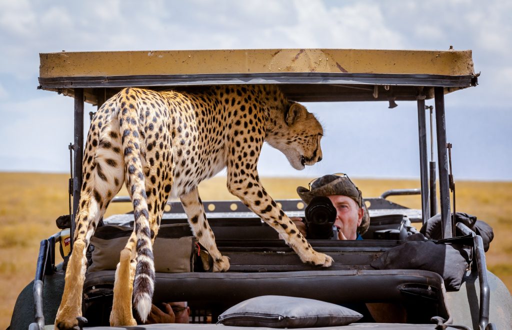 Cheetahs in Kidepo Valley National Park Uganda
