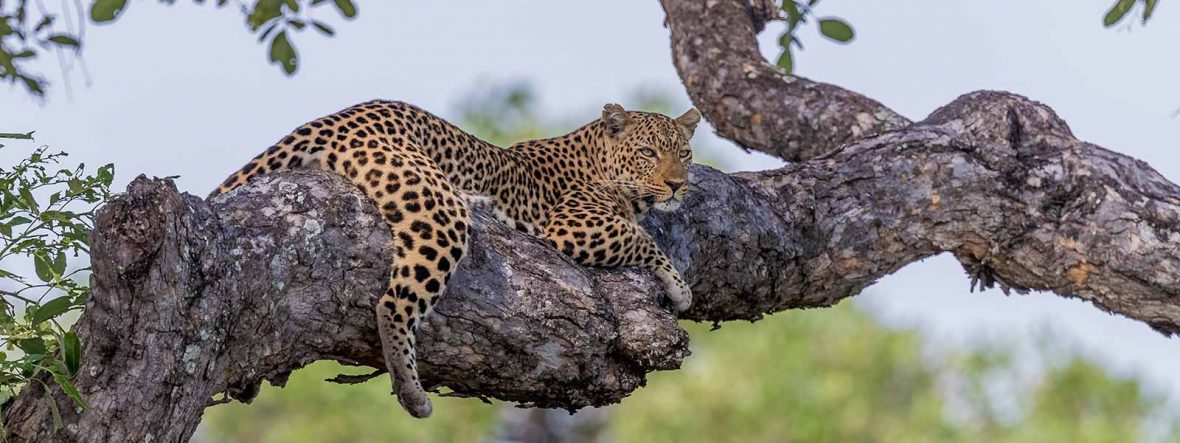 African Safari, Uganda Safari