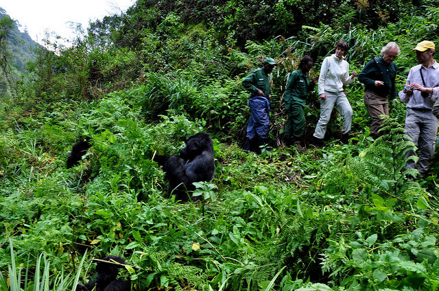 Facts about Mountain Gorilla Trekking