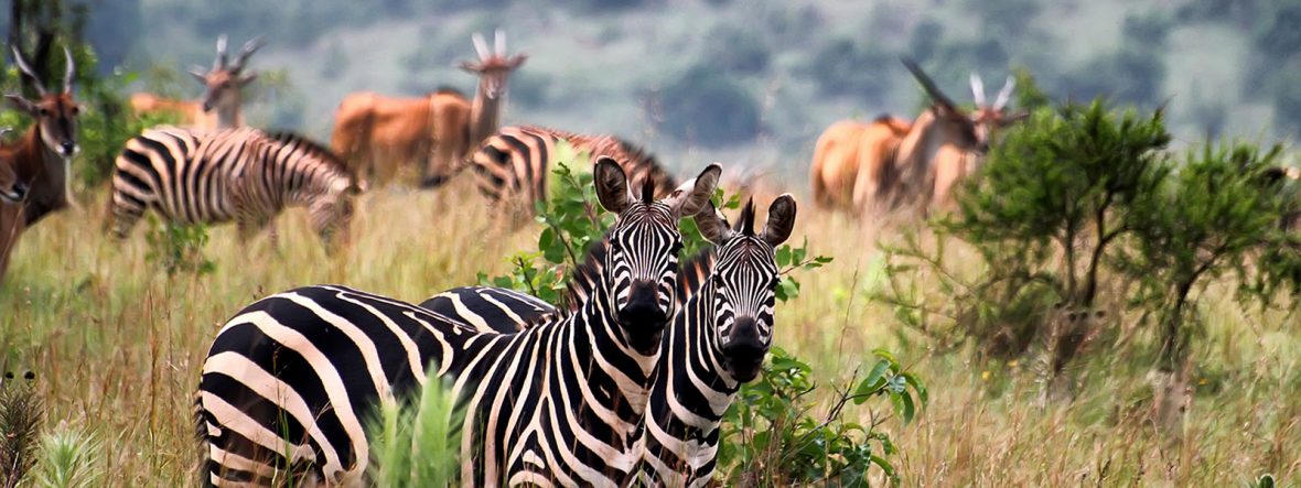 Sport Hunting  in Uganda, Rwanda tours, Safari In Akagera National Park