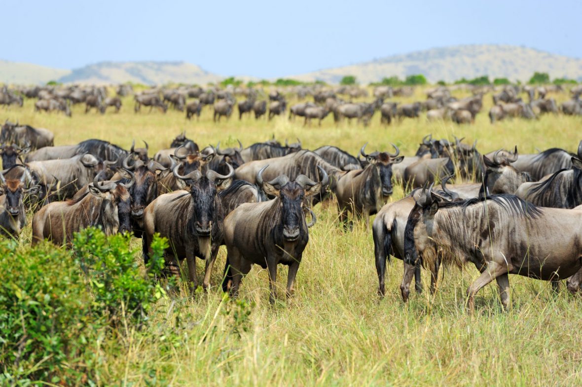 Comparisons between Kidepo and Masai Mara National Park