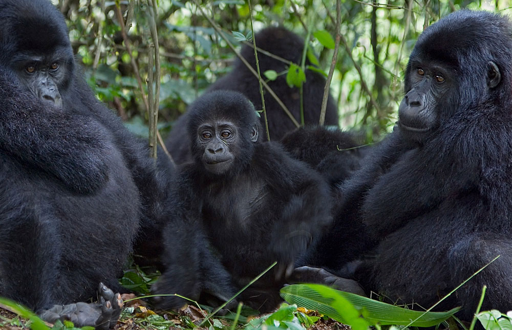 Mountain Gorilla Trekking Rules And Regulations, Ruhija Sector Bwindi Impenetrable Forest National Park , New gorilla family in Bwindi, Gorilla trekking in Bwindi