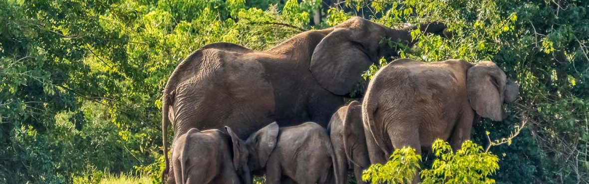 Safaris to Murchison Falls National Park Uganda