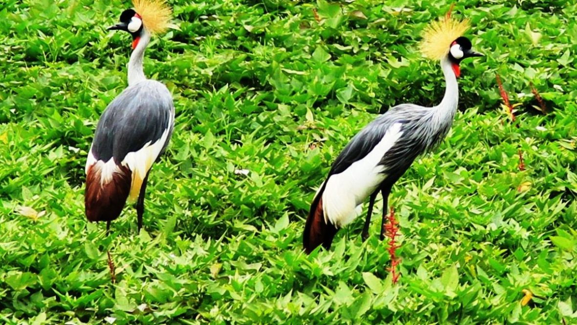 Birding in lake Mburo National Park