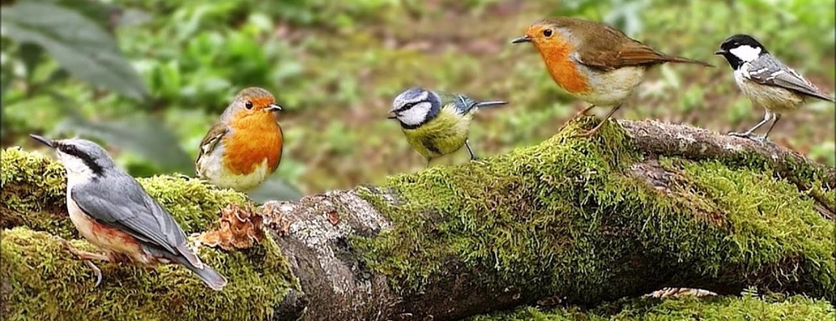 Birds In Bwindi Impenetrable Forest National Park