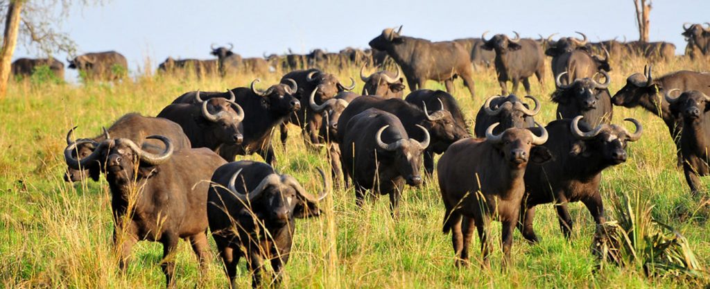 Comparing Kidepo and Murchison Falls National Park, Buffaloes of Kidepo Valley National Park