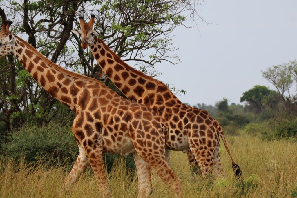 Buligi Game Reserve and track in murchison falls