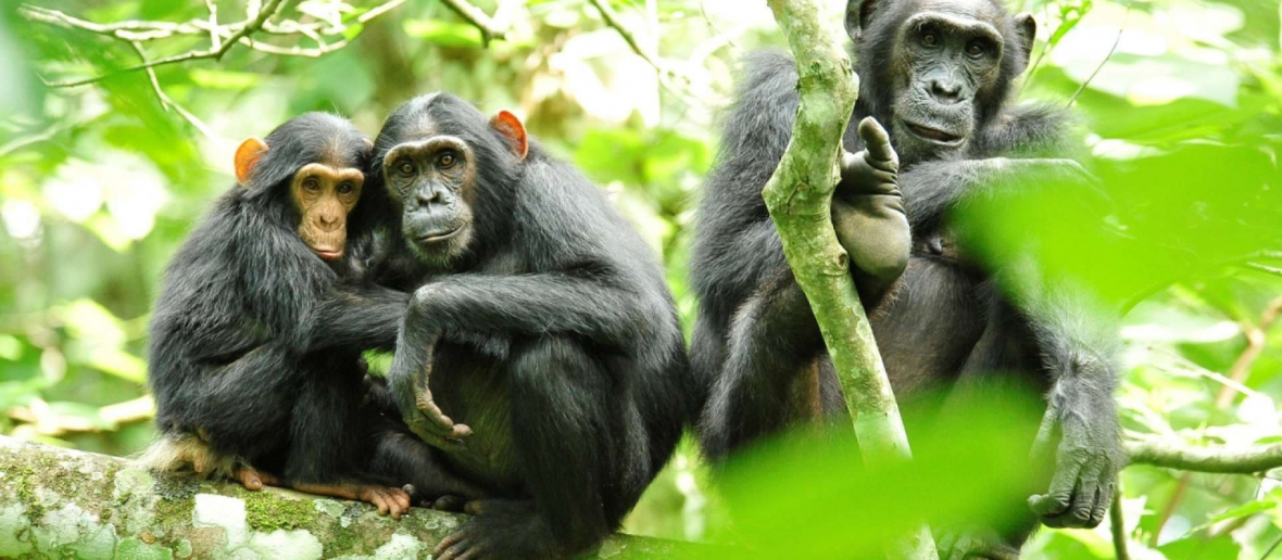 Chimpanzee habituation in Kibale , Animals In Kibale Forest National Park, Chimpanzee Tracking Safaris In Kibale Forest National Park