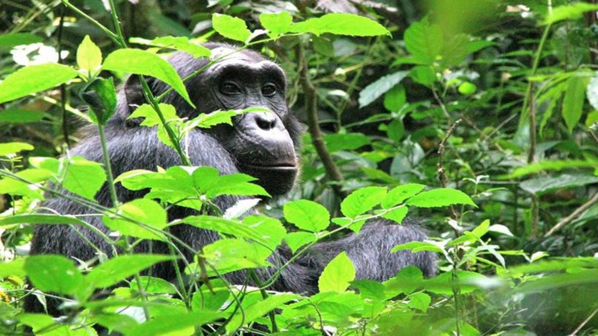 Chimpanzee Trekking Permit in Kibale Forest National Park